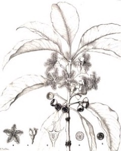 Lophostemon confertus Vinegar Tree, Brisbane Box